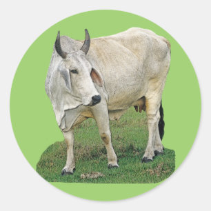 Brahman Cow Classic Round Sticker