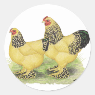 Brahmas:  Buff Bantams Classic Round Sticker