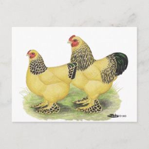 Brahmas:  Buff Bantams Postcard