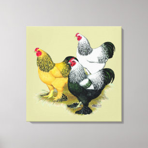 Brahmas Three Roosters Canvas Print