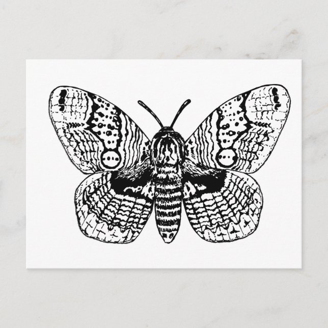 Brahmin moth drawing postcard (Front)