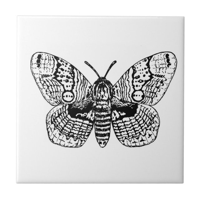 Brahmin moth drawing tile (Front)