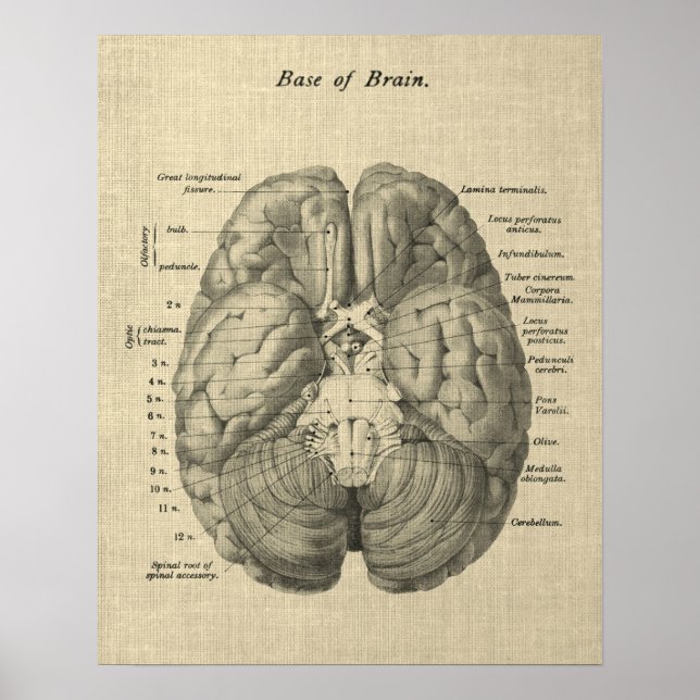 Brain Anatomy Art #1 with Cream Background Poster (Front)