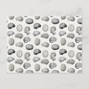 Brain Anatomy Biology Illustrations Holiday Postcard