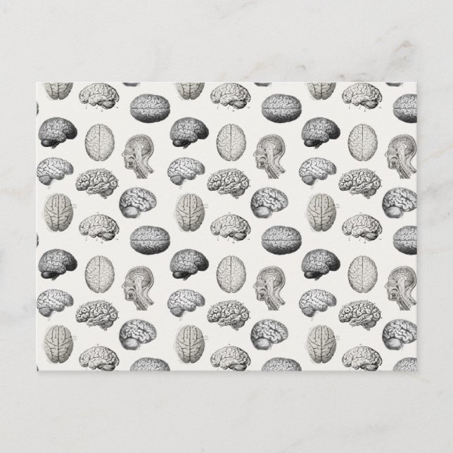 Brain Anatomy Biology Illustrations Holiday Postcard (Front)