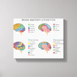 Brain Anatomy Canvas Print