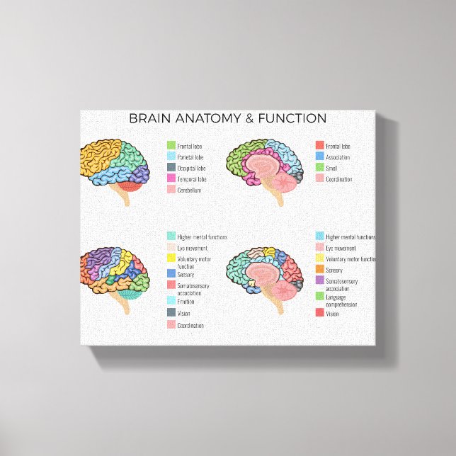 Brain Anatomy Canvas Print (Front)