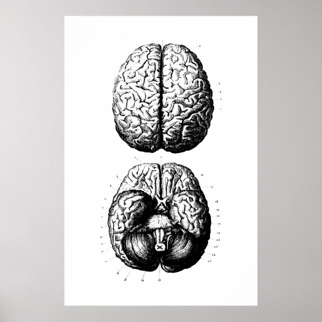 Brain Anatomy Illustration Poster (Front)