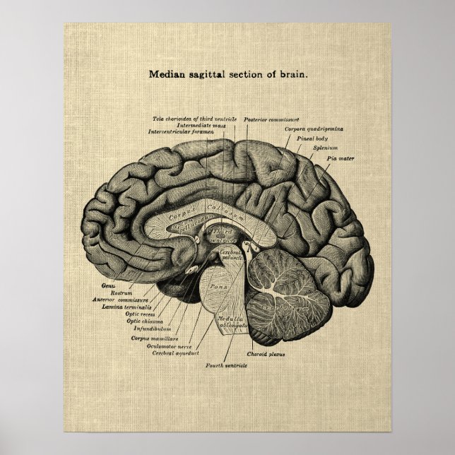 Brain Anatomy no. 2 with Cream Background Poster (Front)