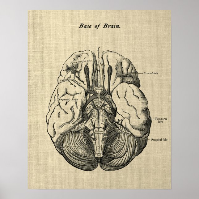 Brain Anatomy no. 3 Art with Cream Background Poster (Front)