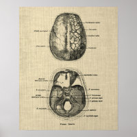 Brain Anatomy no. 5 with Cream Background