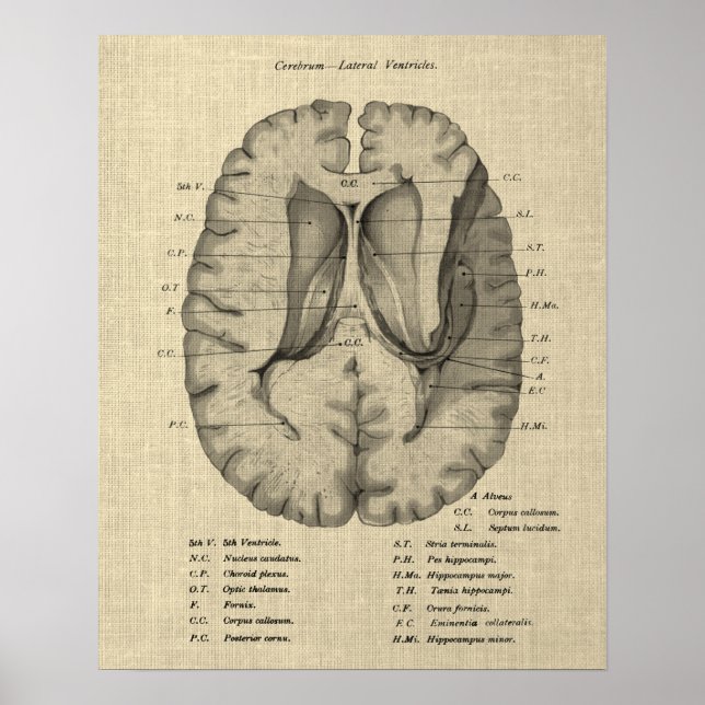 Brain Anatomy no. 7 with Cream Background Poster (Front)