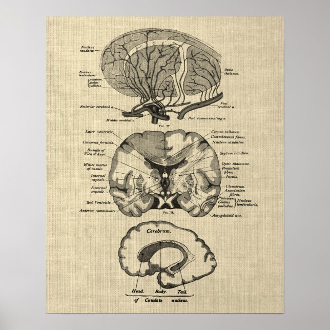 Brain Anatomy no. 8 with Cream Background Poster (Front)