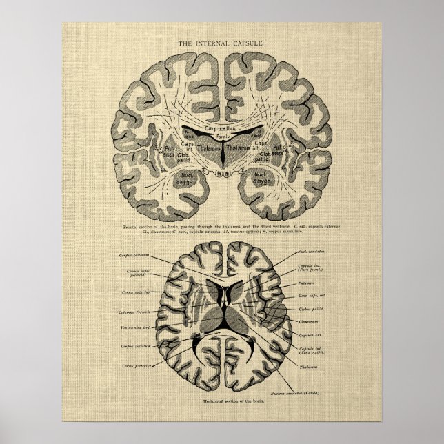 Brain Anatomy no. 9 with Cream Background Poster (Front)