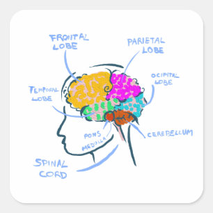 Brain anatomy painted illustration with labels