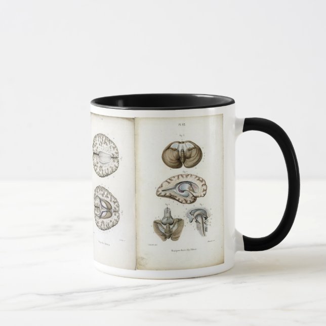 Brain anatomy print mug (Right)