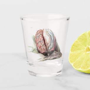 Brain Anatomy Shot Glass