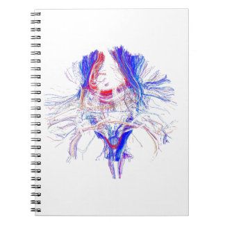 Brain and Tracktography Notebook