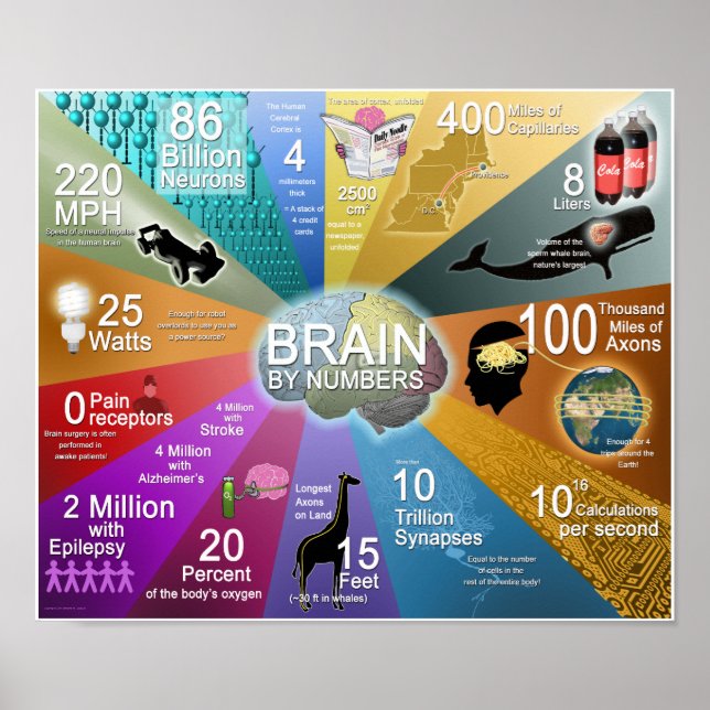 Brain By Numbers Poster (Front)