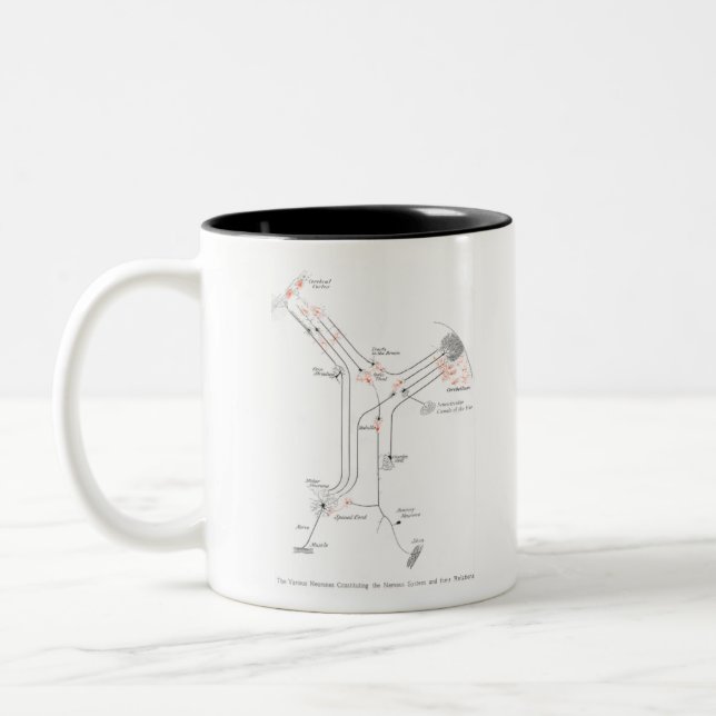 Brain Cell Neuron Synapse Anatomy Two-Tone Coffee Mug (Left)
