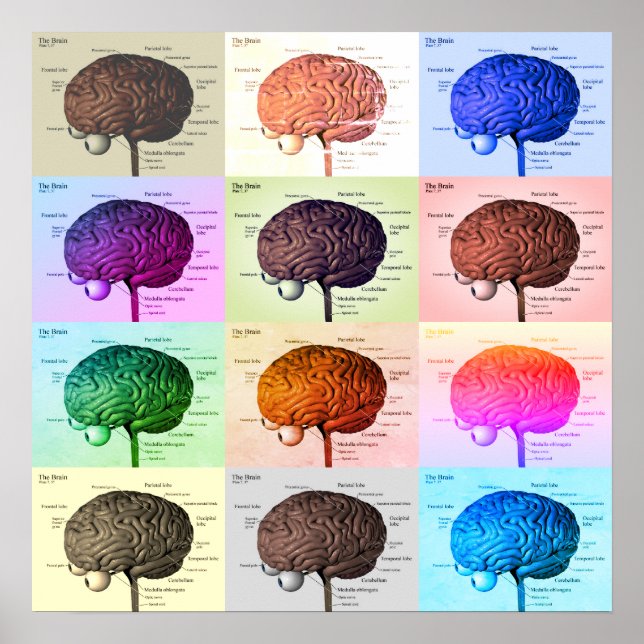 Brain/Colour Poster (Front)