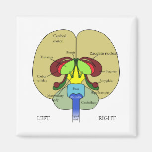Brain - Labelled Magnet