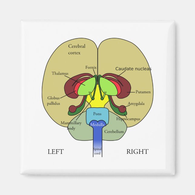 Brain - Labelled Magnet (Front)