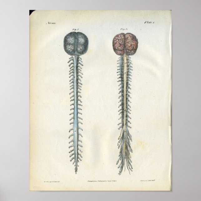 Brain & Spinal Cord Anatomy Print (Front)