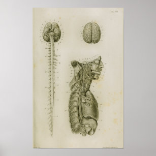 Brain Spinal Cord Nerves Anatomy Print