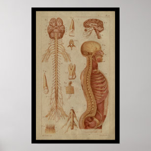 Brain Spinal Cord Nerves Vintage Anatomy Print