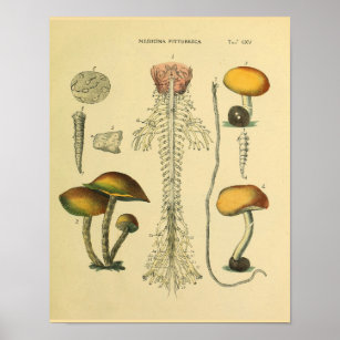 Brain Spinal Nerves Anatomy Mushrooms Art Print
