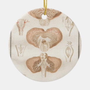 Brain Three - Neuroanatomy Ceramic Tree Decoration