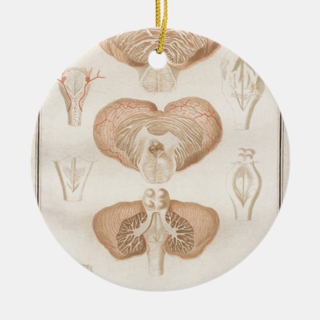 Brain Three - Neuroanatomy Ceramic Tree Decoration (Front)