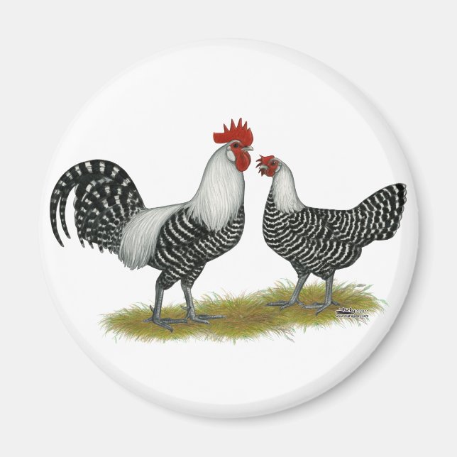 Brakel Chickens Magnet (Front)