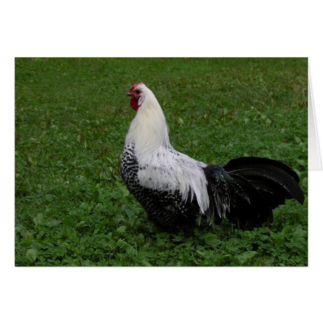 Brakel Hahn (Front Horizontal)