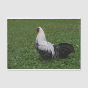 Brakel Hahn Tissue Paper