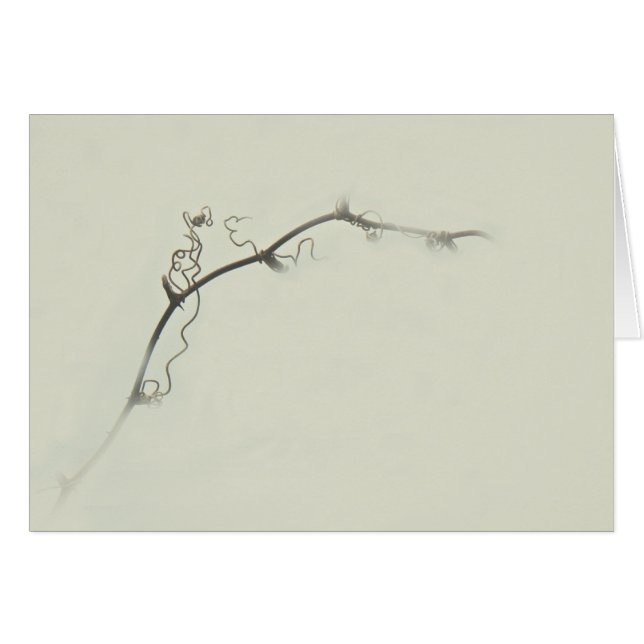 Bramble Tendrils in the Fog - Minimalism (Front Horizontal)