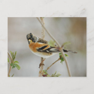 Brambling postcard