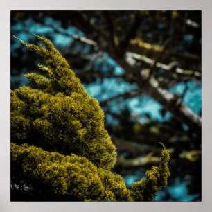 Branch Detail Poster