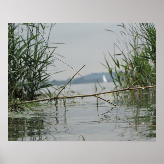 Branch in Shallow Water Poster (Front)