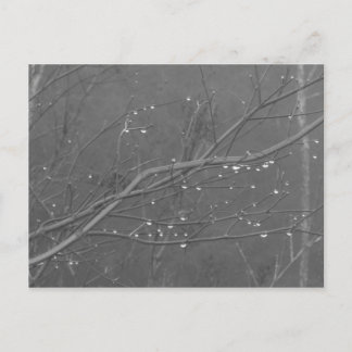 Branch in the Rain Postcard