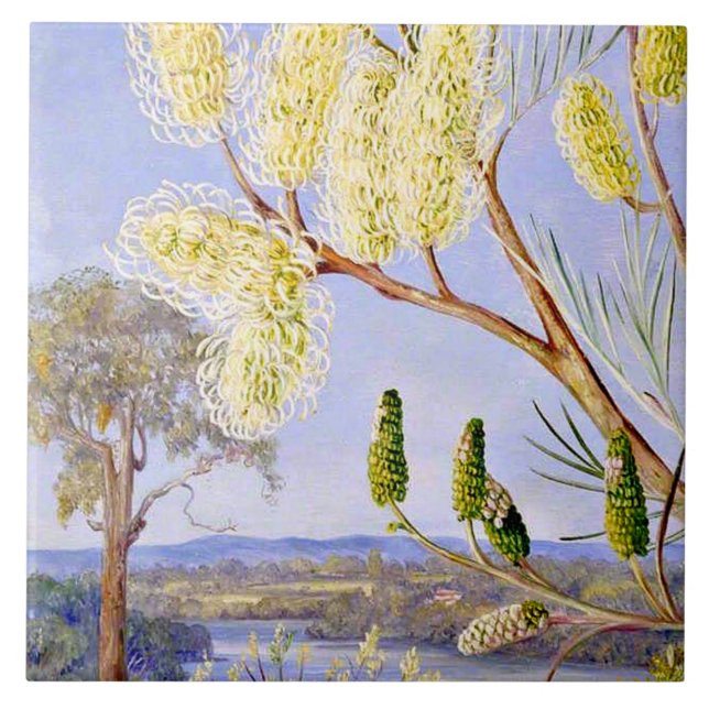 Branch of a Grevillea and View on the Swan River Tile (Front)