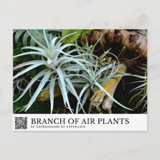 Branch of Air Plants Postcard
