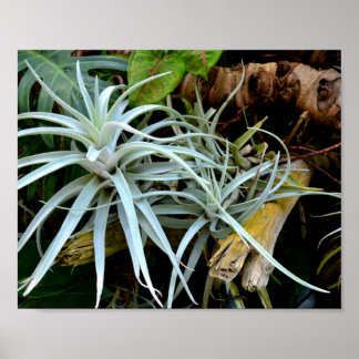 Branch of Air Plants Poster