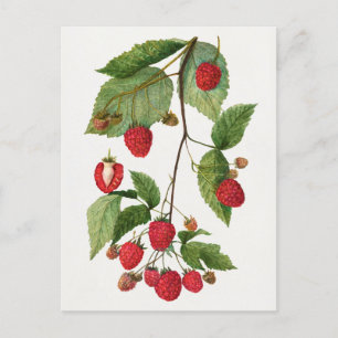 Branch of Blackberry Fruit Watercolor Painting Postcard