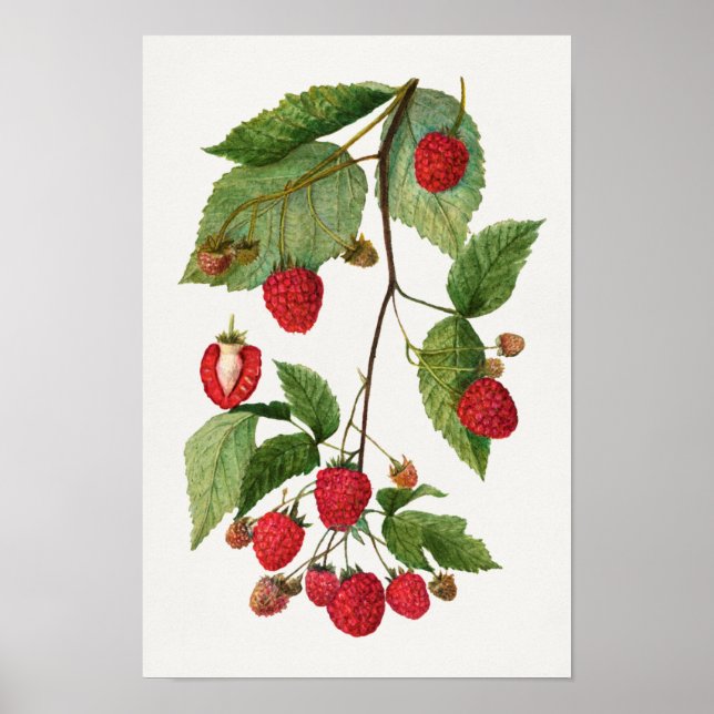 Branch of Blackberry Fruit Watercolor Painting Poster (Front)