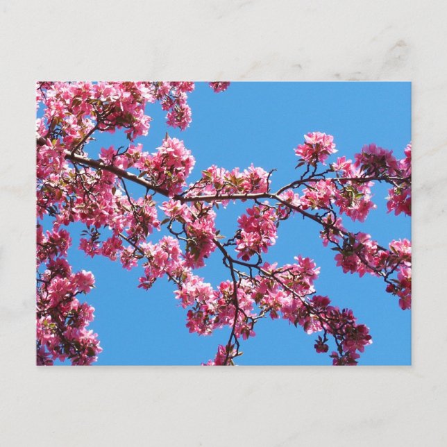 Branch of Cherry Blossoms Postcards (Front)