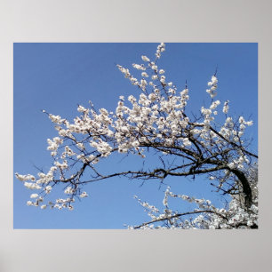 branch of cherry blossoms poster