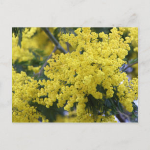 Branch of mimosa postcard