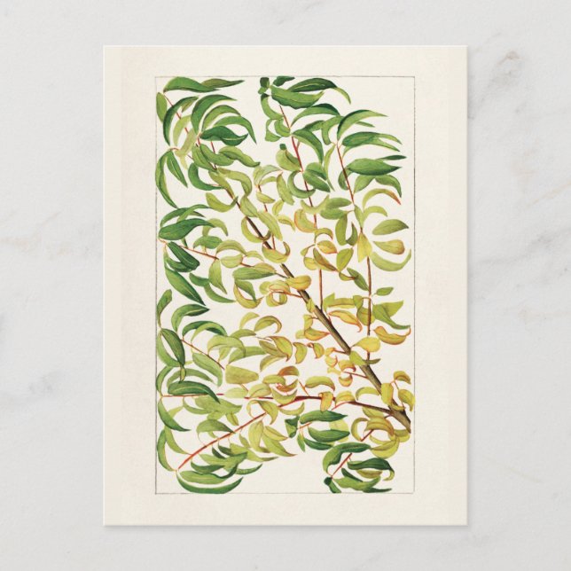 Branch of peach (Prunus Persica) Painting Postcard (Front)